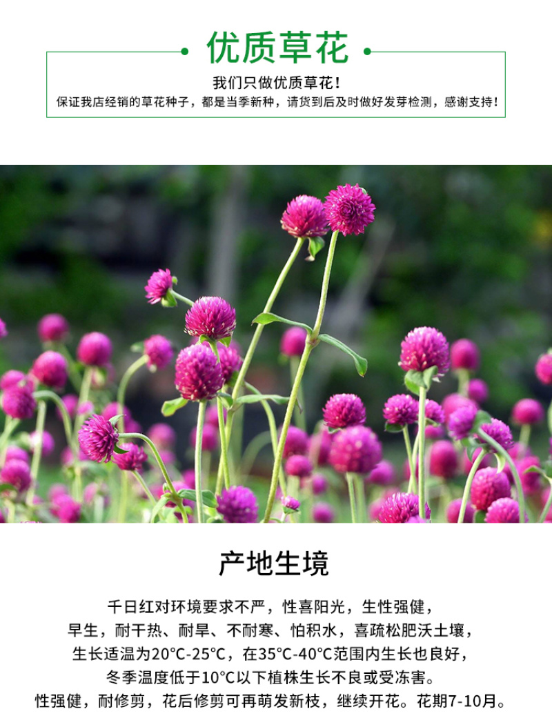 千日红种子千日粉千日紫种子花卉种子四季开花