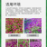 千日红种子千日粉千日紫种子花卉种子四季开花