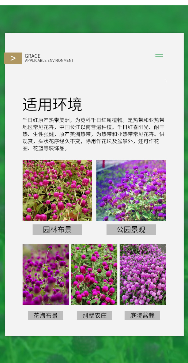 千日红种子千日粉千日紫种子花卉种子四季开花