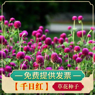 千日红种子千日粉千日紫种子花卉种子四季开花