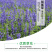 鼠尾草种子蓝色紫色花卉种子草花种子室外观赏