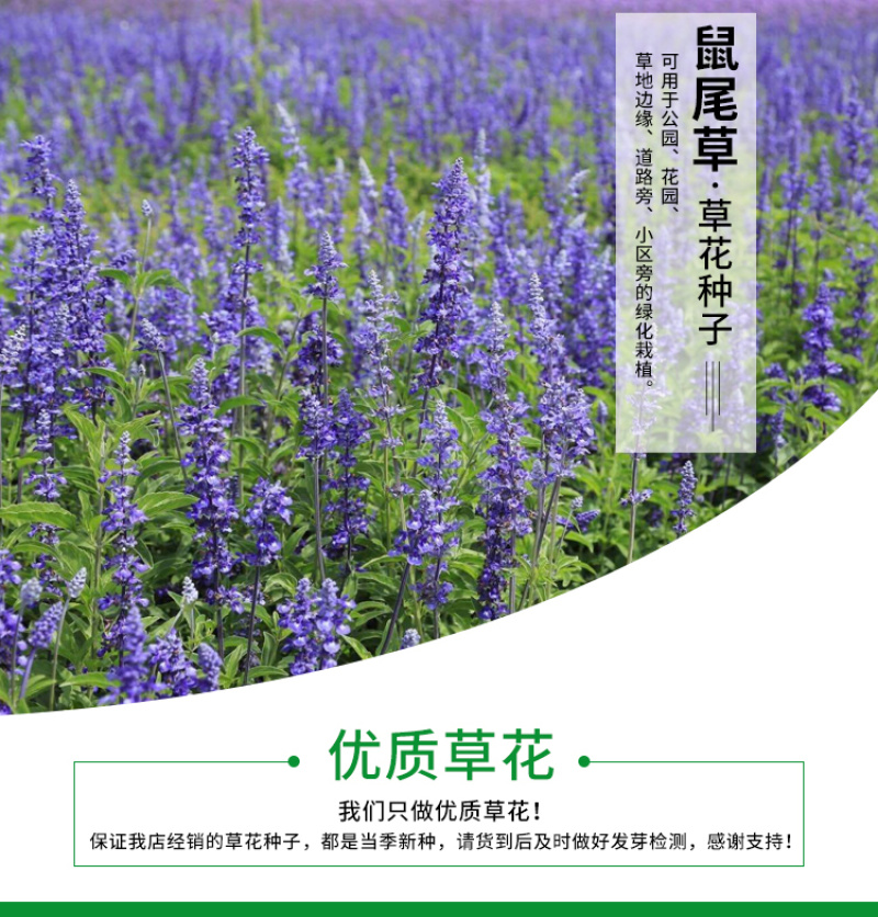 鼠尾草种子蓝色紫色花卉种子草花种子室外观赏