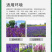 鼠尾草种子蓝色紫色花卉种子草花种子室外观赏