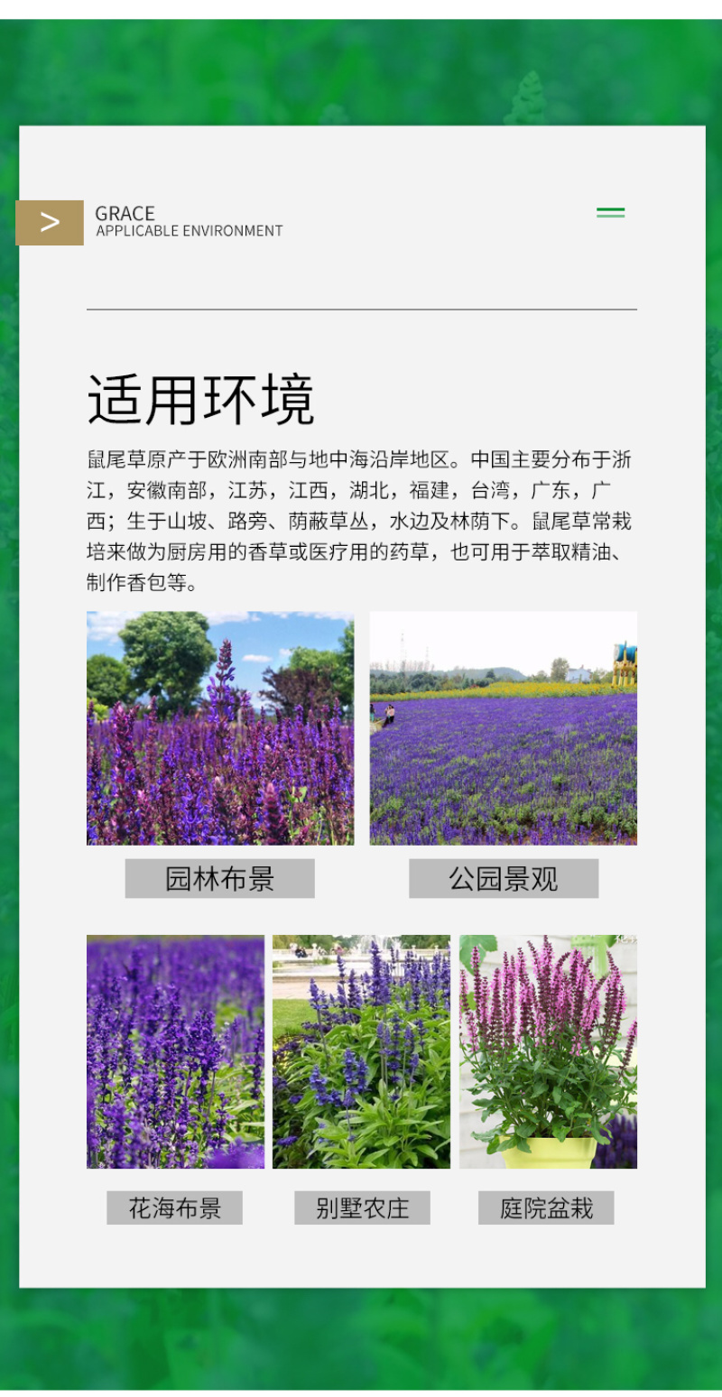 鼠尾草种子蓝色紫色花卉种子草花种子室外观赏