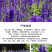 鼠尾草种子蓝色紫色花卉种子草花种子室外观赏