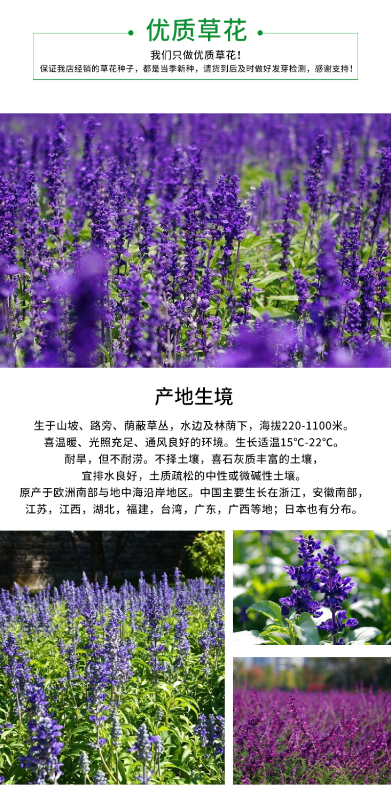 鼠尾草种子蓝色紫色花卉种子草花种子室外观赏