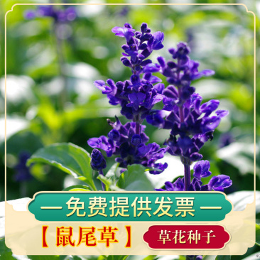 鼠尾草种子蓝色紫色花卉种子草花种子室外观赏