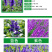 鼠尾草种子蓝色紫色花卉种子草花种子室外观赏