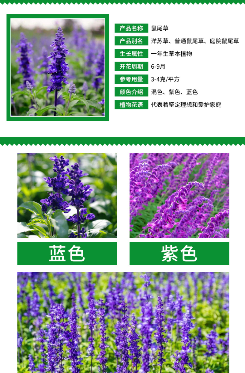 鼠尾草种子蓝色紫色花卉种子草花种子室外观赏