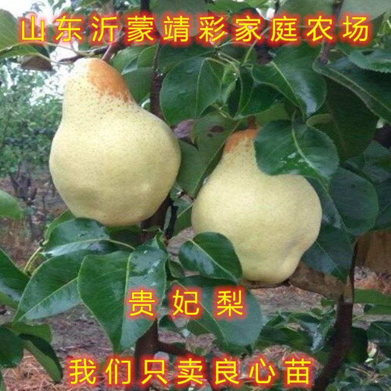 红啤梨树苗红梨苗南北方种植梨树苗嫁接梨树苗包品种