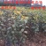 红啤梨树苗红梨苗南北方种植梨树苗嫁接梨树苗包品种