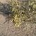 沙冬青种子销售冬青籽沙漠野生植物沙冬青种子