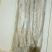 精品带鱼