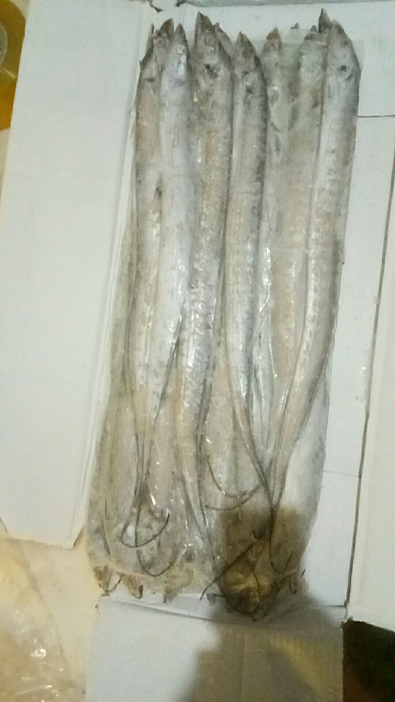 精品带鱼
