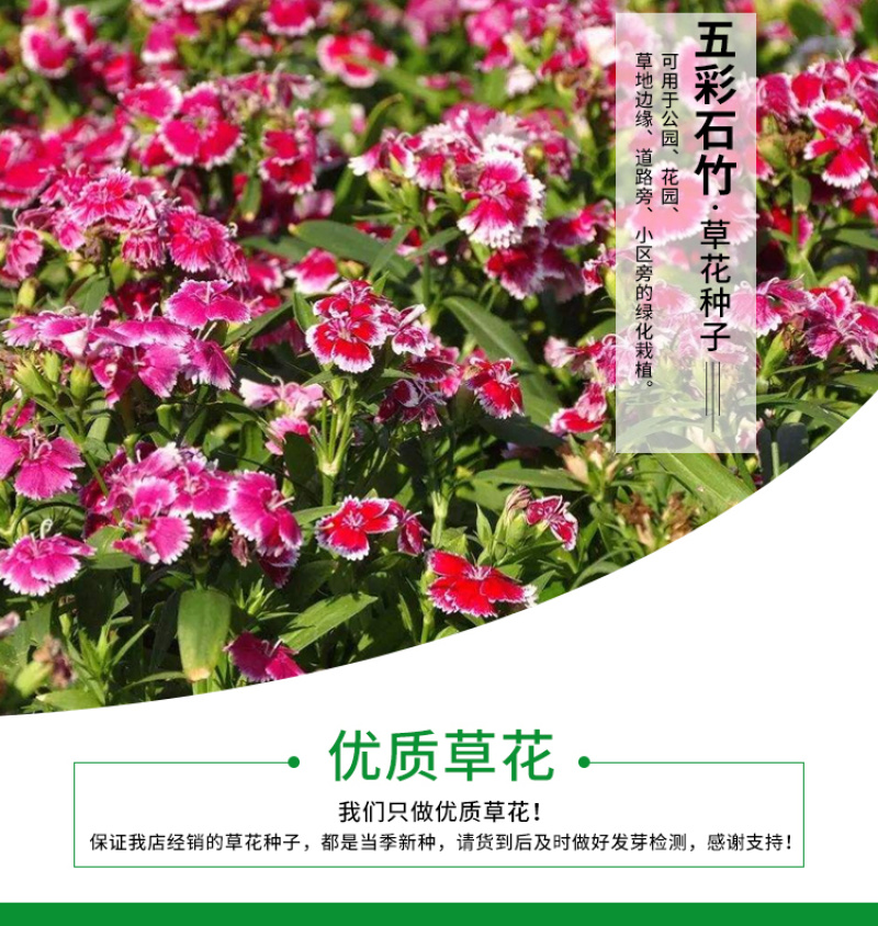 五彩石竹种子花卉种子草花种子美国石竹室外