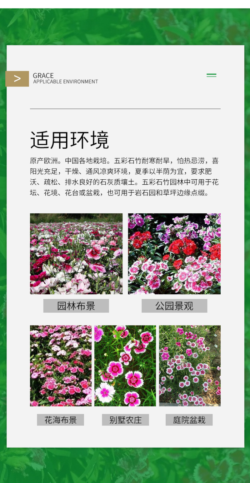 五彩石竹种子花卉种子草花种子美国石竹室外