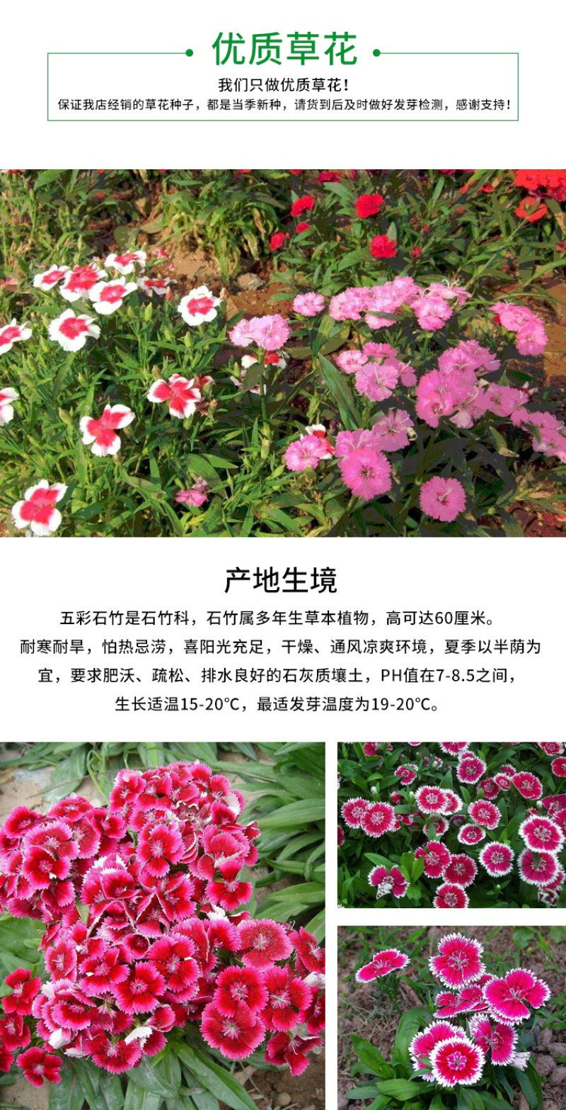 五彩石竹种子花卉种子草花种子美国石竹室外