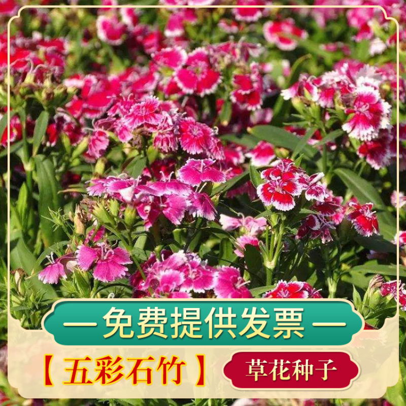 五彩石竹种子花卉种子草花种子美国石竹室外