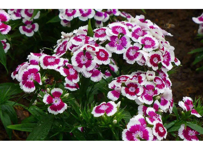 五彩石竹种子花卉种子草花种子美国石竹室外