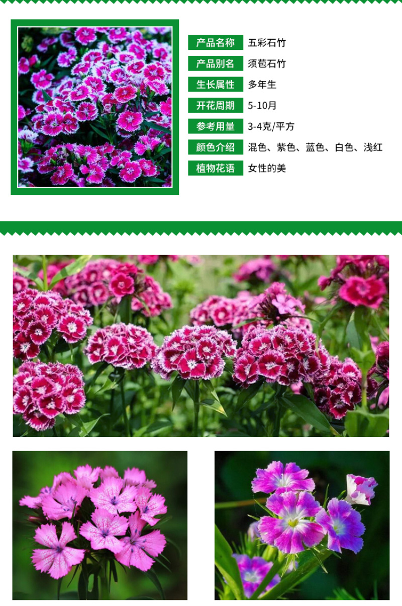 五彩石竹种子花卉种子草花种子美国石竹室外