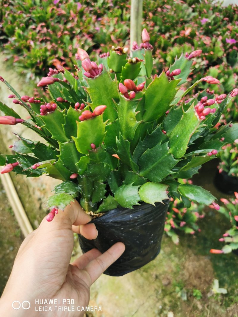 蟹爪兰花农基地直销一手货源视频看货提供技术指导全国发货