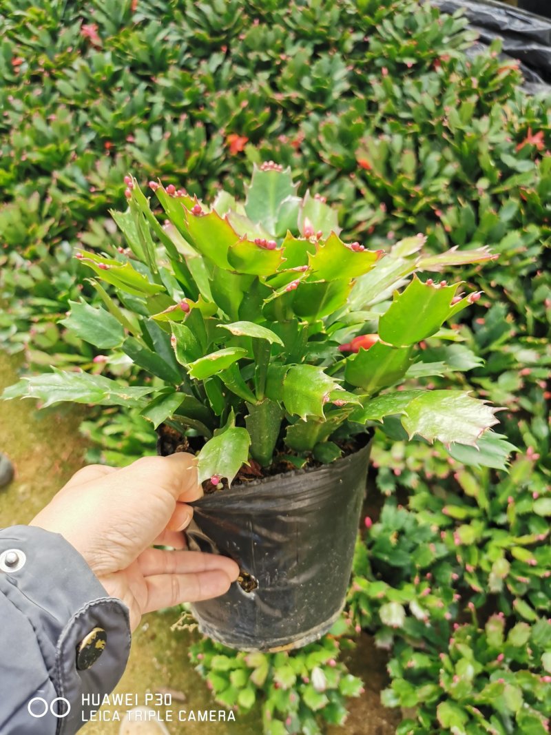 蟹爪兰花农基地直销一手货源视频看货提供技术指导全国发货