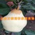 贵妃梨树苗嫁接梨树苗南北方种植梨树苗包品种包结果