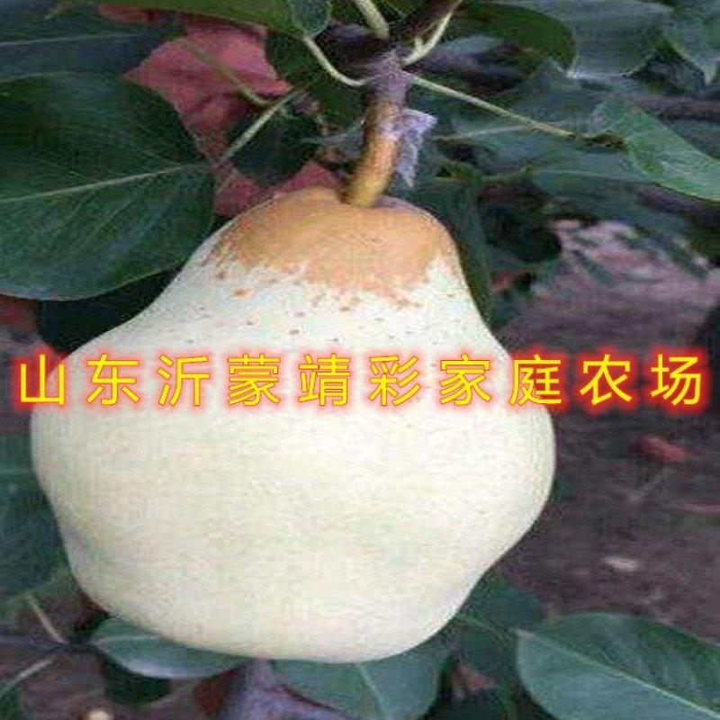 贵妃梨树苗嫁接梨树苗南北方种植梨树苗包品种包结果