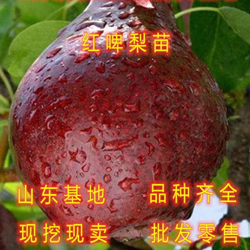 贵妃梨树苗嫁接梨树苗南北方种植梨树苗包品种包结果