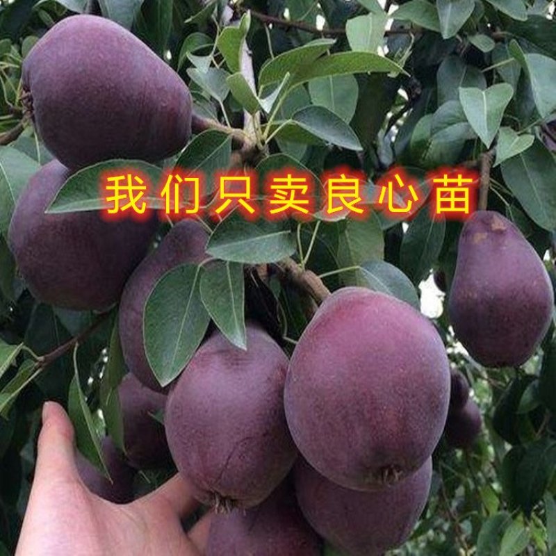 贵妃梨树苗嫁接梨树苗南北方种植梨树苗包品种包结果