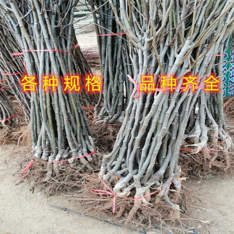 贵妃梨树苗嫁接梨树苗南北方种植梨树苗包品种包结果