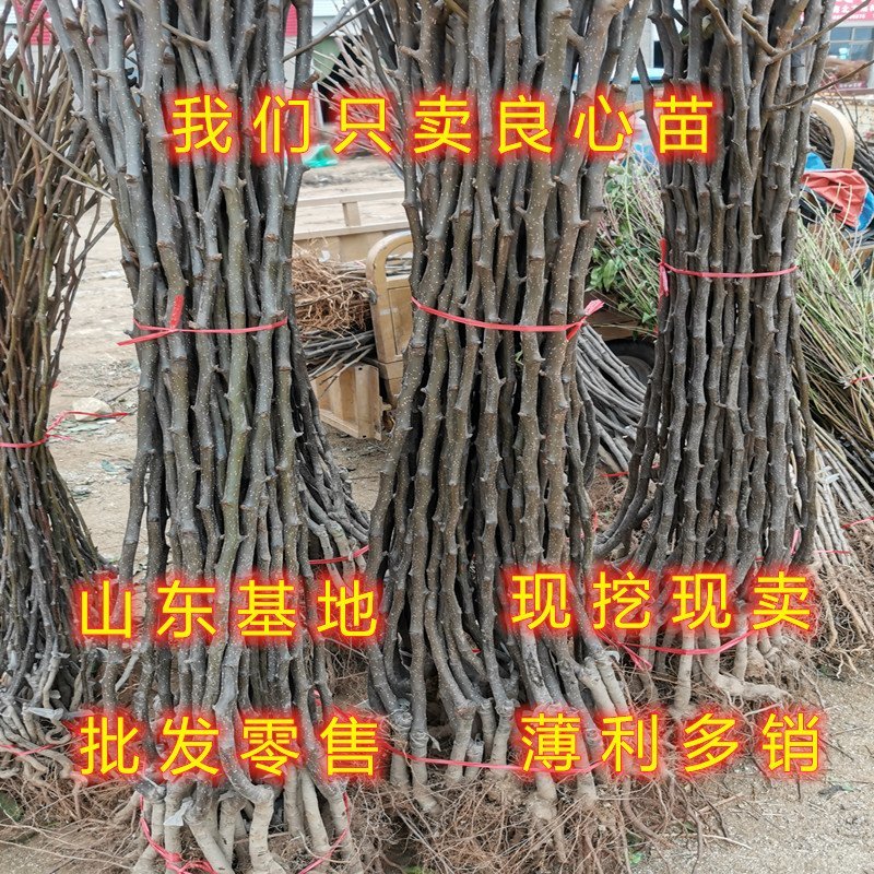 贵妃梨树苗嫁接梨树苗南北方种植梨树苗包品种包结果