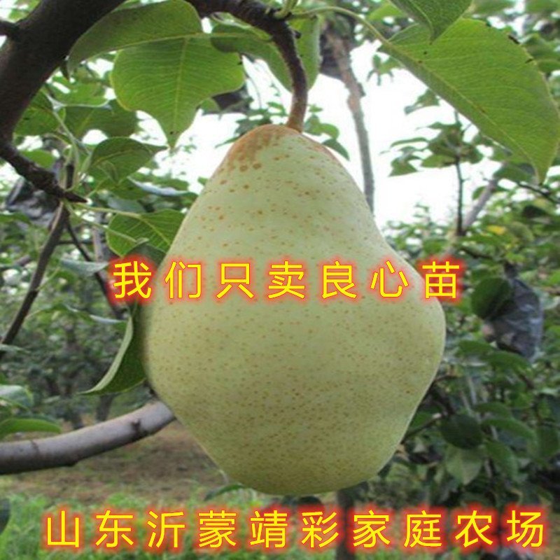 贵妃梨树苗嫁接梨树苗南北方种植梨树苗包品种包结果