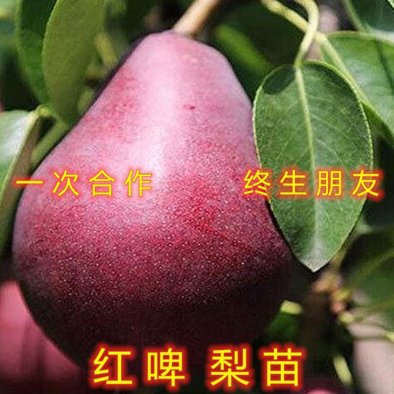 贵妃梨树苗嫁接梨树苗南北方种植梨树苗包品种包结果
