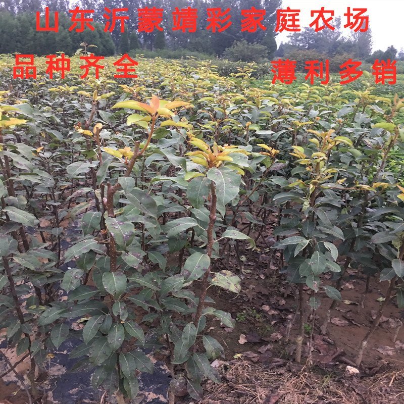 贵妃梨树苗嫁接梨树苗南北方种植梨树苗包品种包结果