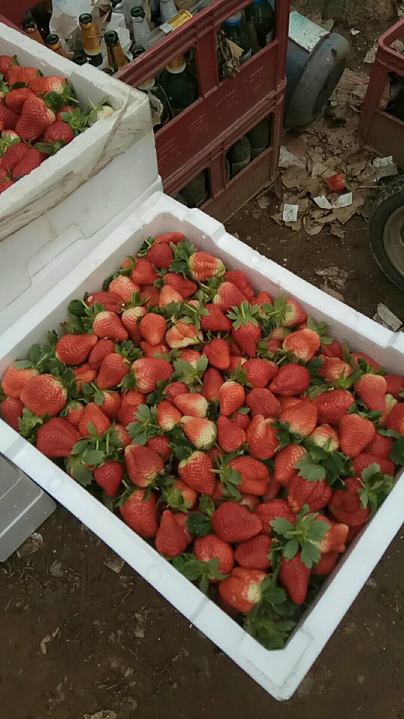 草莓