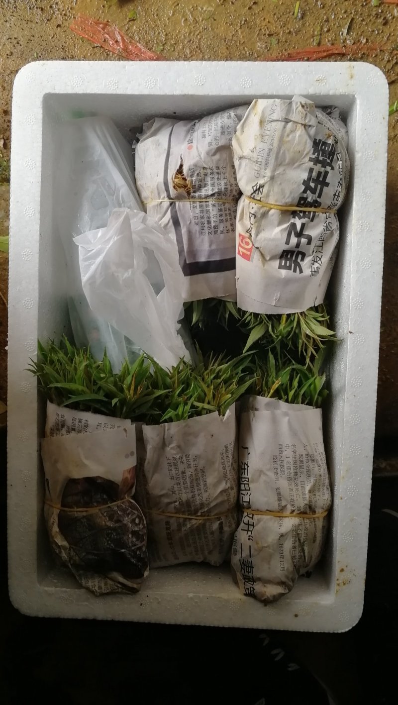 毛桃苗桃树幼苗桃核芽苗毛桃芽苗株高5-10厘米一千棵包邮