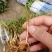 毛桃苗桃树幼苗桃核芽苗毛桃芽苗株高5-10厘米一千棵包邮