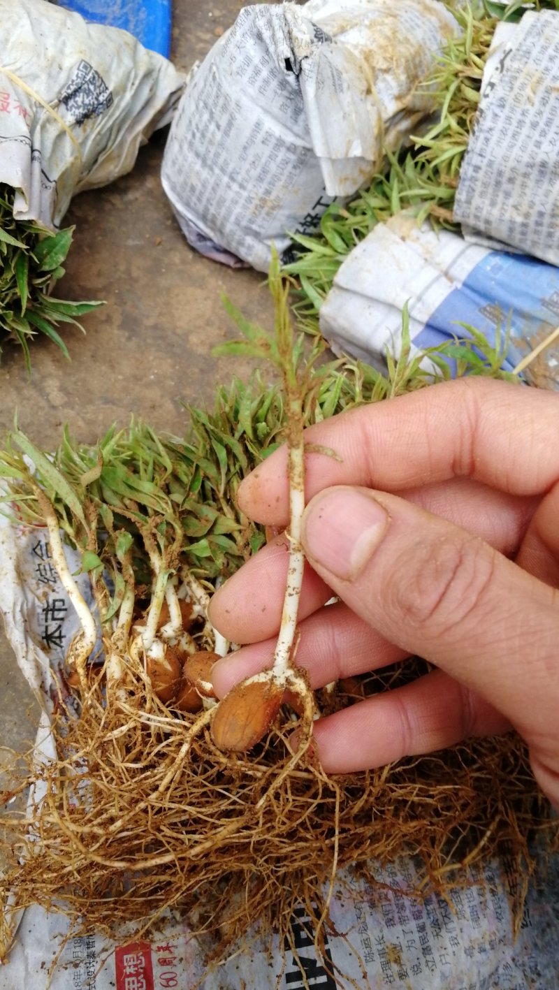 毛桃苗桃树幼苗桃核芽苗毛桃芽苗株高5-10厘米一千棵包邮