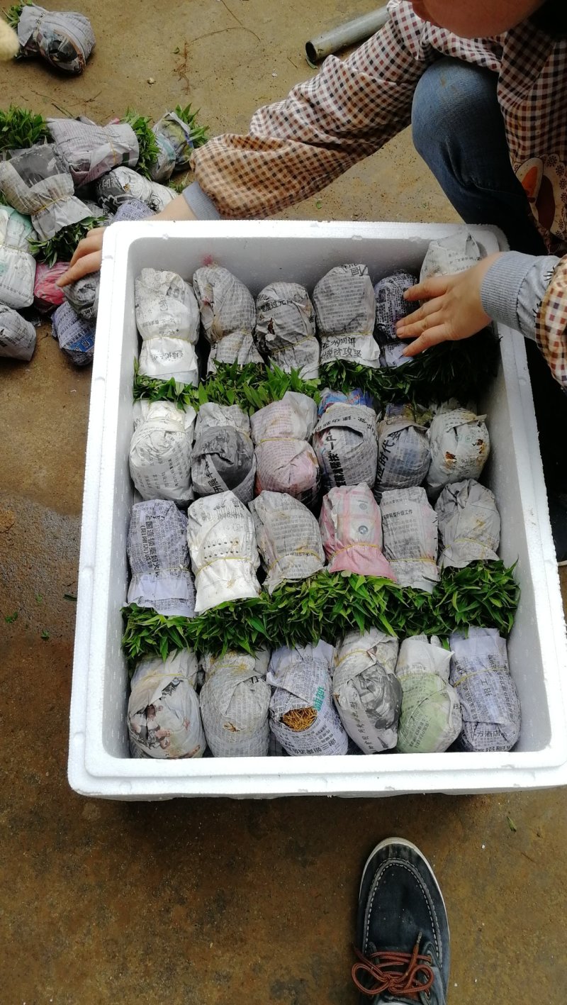 毛桃苗桃树幼苗桃核芽苗毛桃芽苗株高5-10厘米一千棵包邮