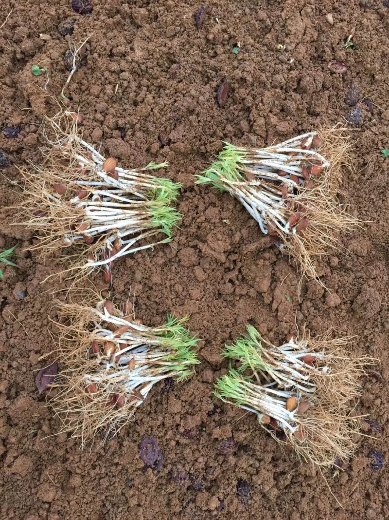 毛桃苗桃树幼苗桃核芽苗毛桃芽苗株高5-10厘米一千棵包邮