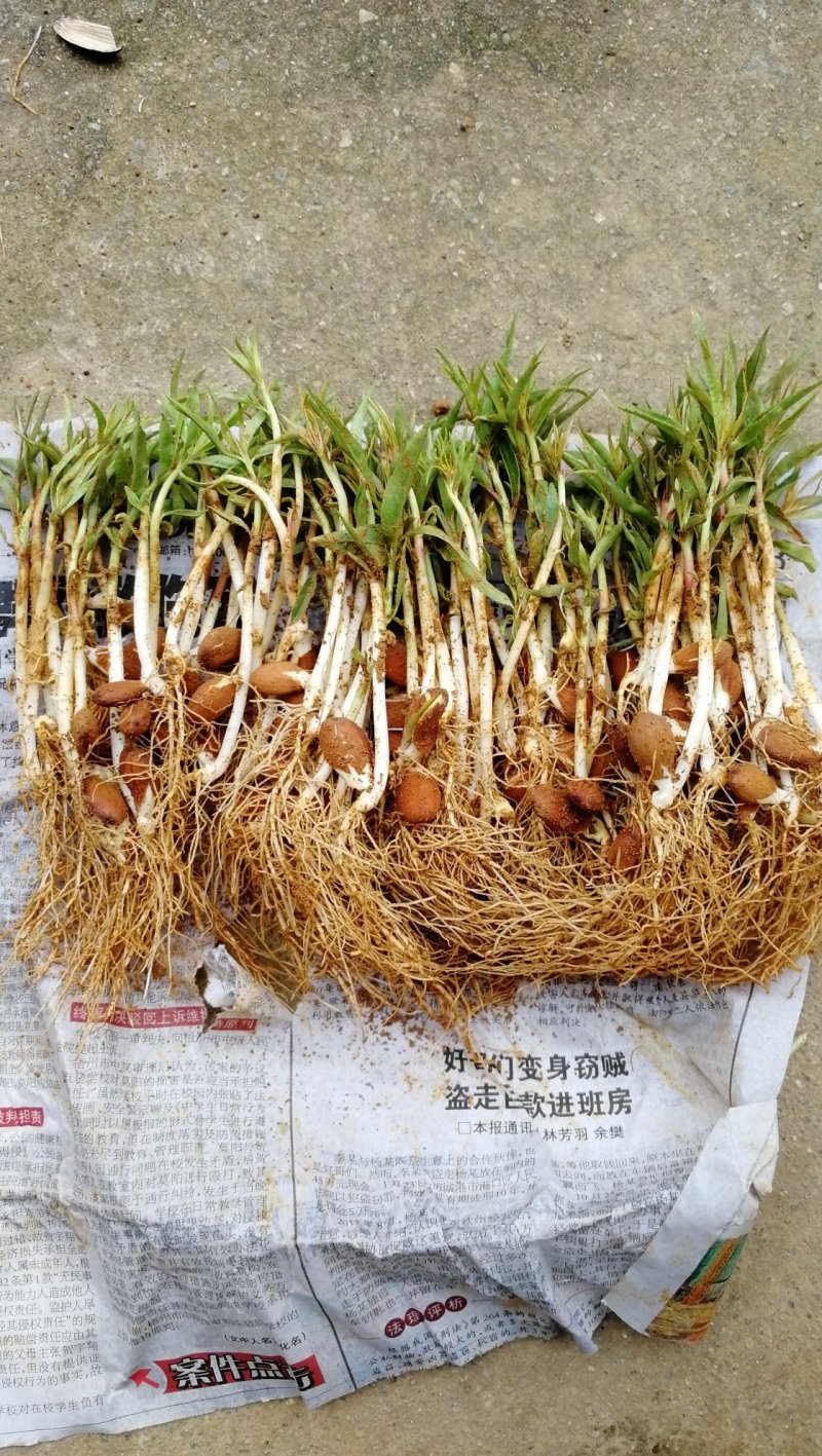 毛桃苗桃树幼苗桃核芽苗毛桃芽苗株高5-10厘米一千棵包邮