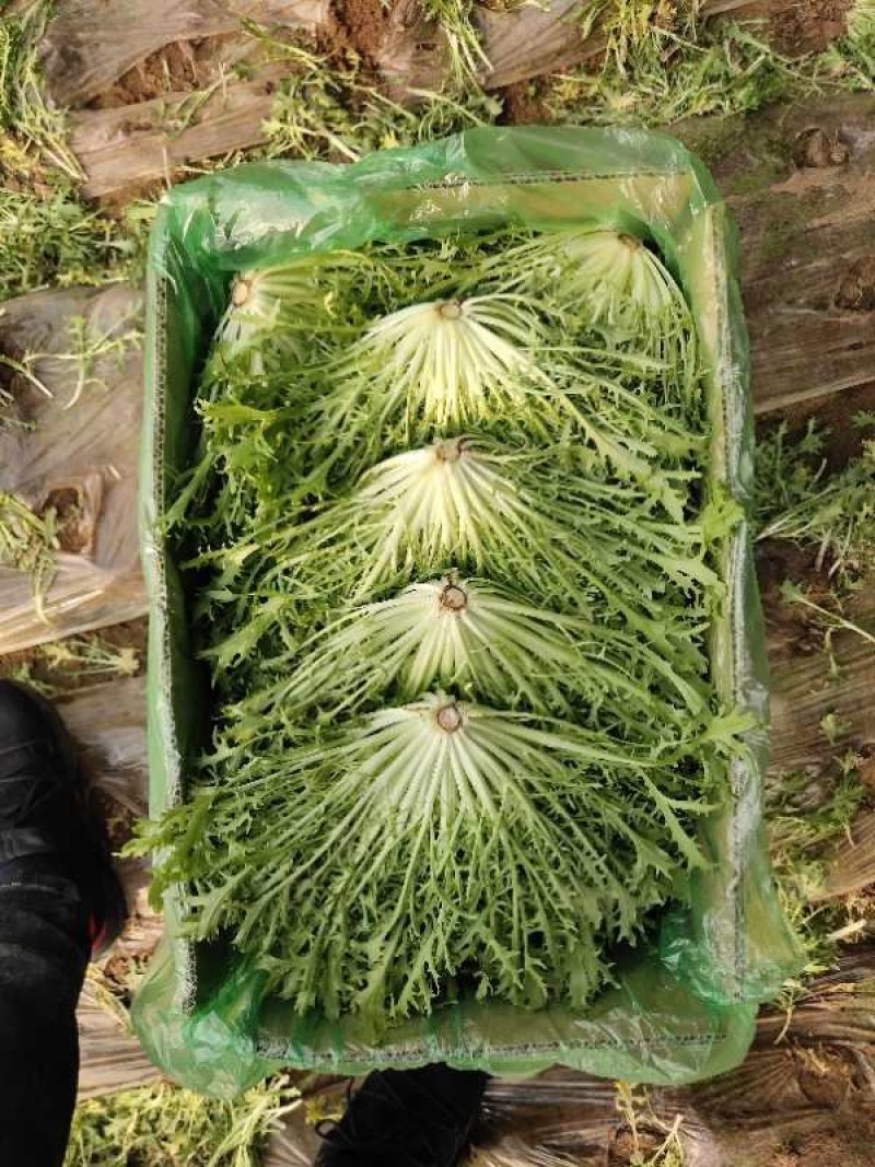 苦菊掉价了