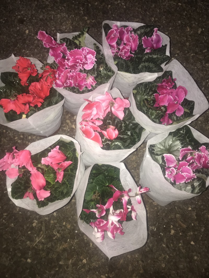 大花仙客来盆栽140#带花发货室内植物欢花植物