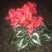 大花仙客来盆栽140#带花发货室内植物欢花植物