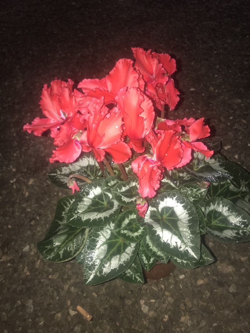 大花仙客来盆栽140#带花发货室内植物欢花植物