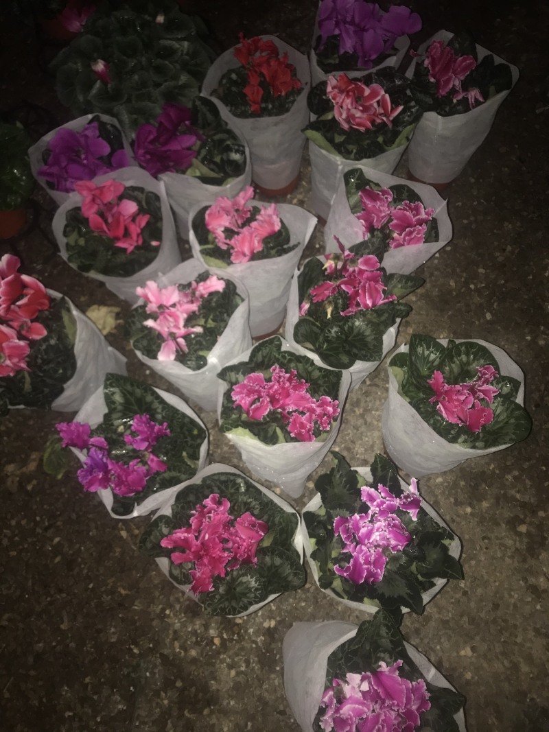 大花仙客来盆栽140#带花发货室内植物欢花植物