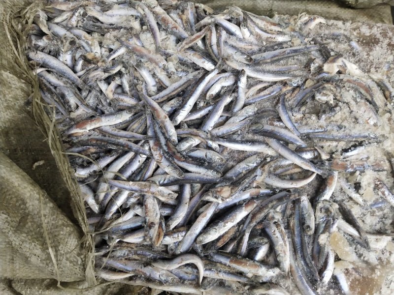 鳀鱼水产养殖饲料鱼船冻螃蟹龙虾饲料