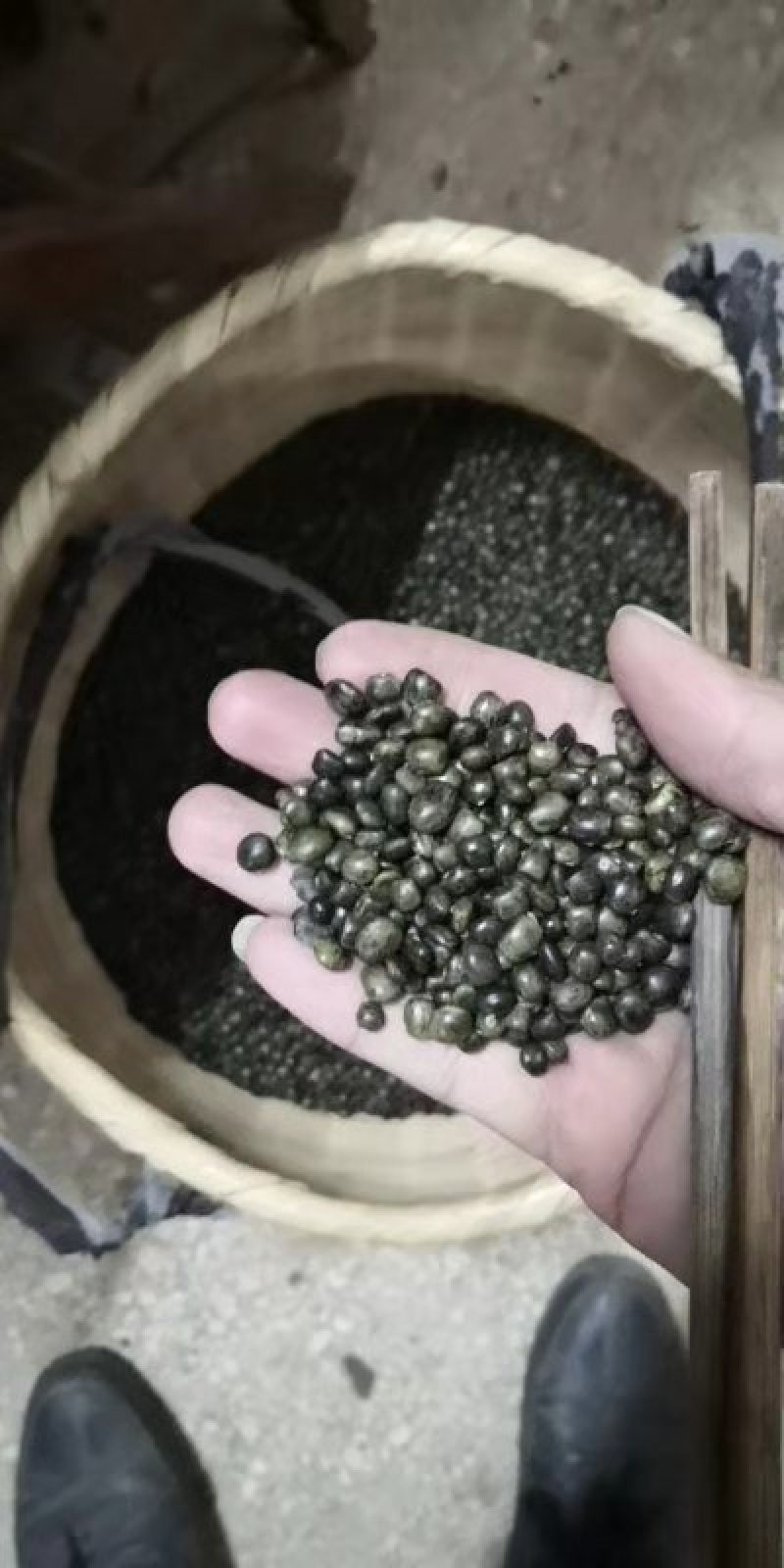小叶牛大力种子