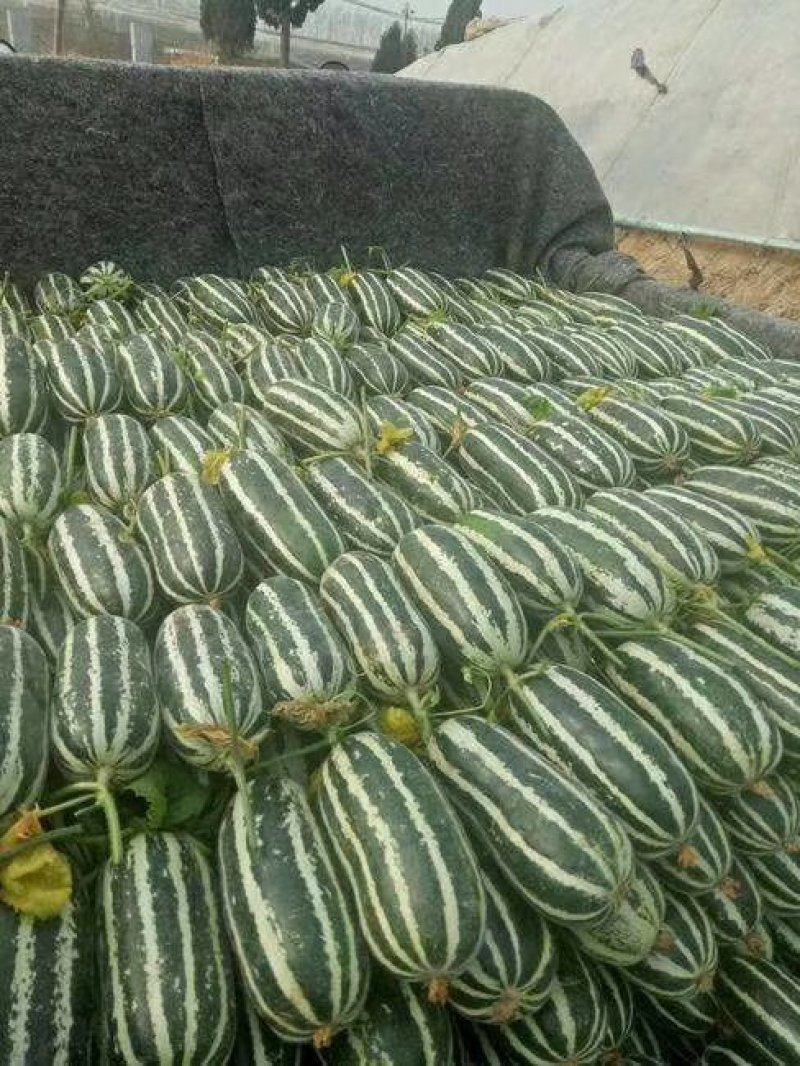 正宗博洋9，脆甜爽口视频看货
